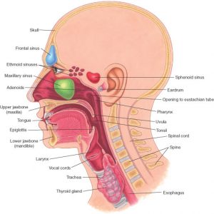 Ear, Nose & Throat Care